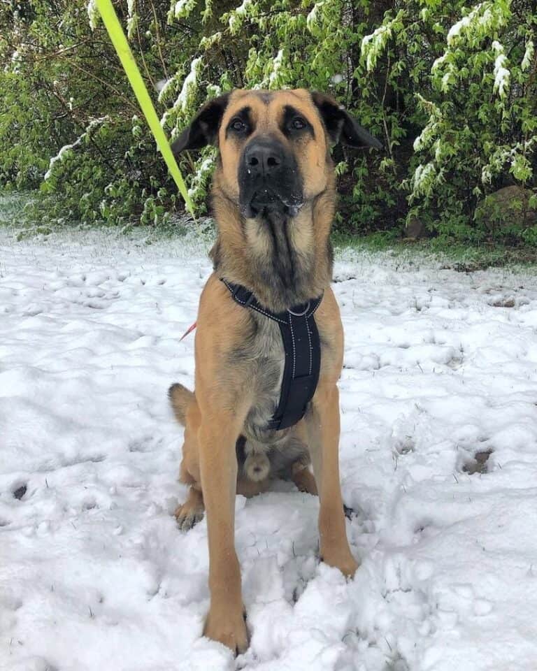 German Corso (Cane Corso & German Shepherd Mix) Info, Pictures, FAQs & More