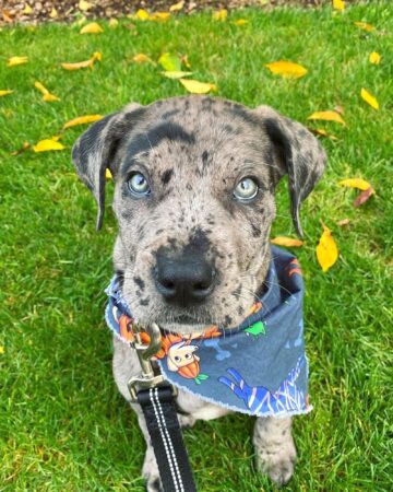 Italian Daniff (Cane Corso & Great Dane Mix) Info, Pictures, Facts