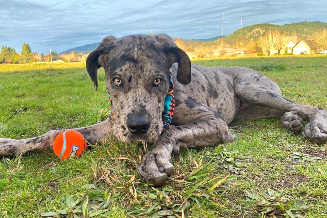 Italian Daniff (Cane Corso & Great Dane Mix) Info, Pictures, Facts, FAQs & More