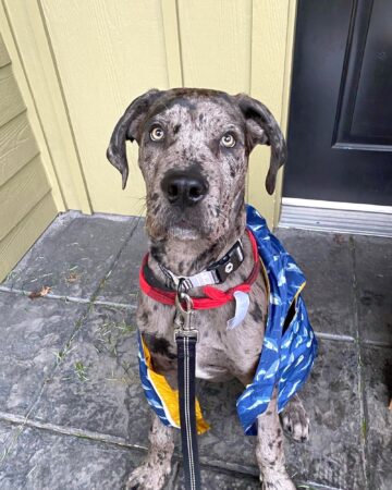 Italian Daniff (Cane Corso & Great Dane Mix) Info, Pictures, Facts