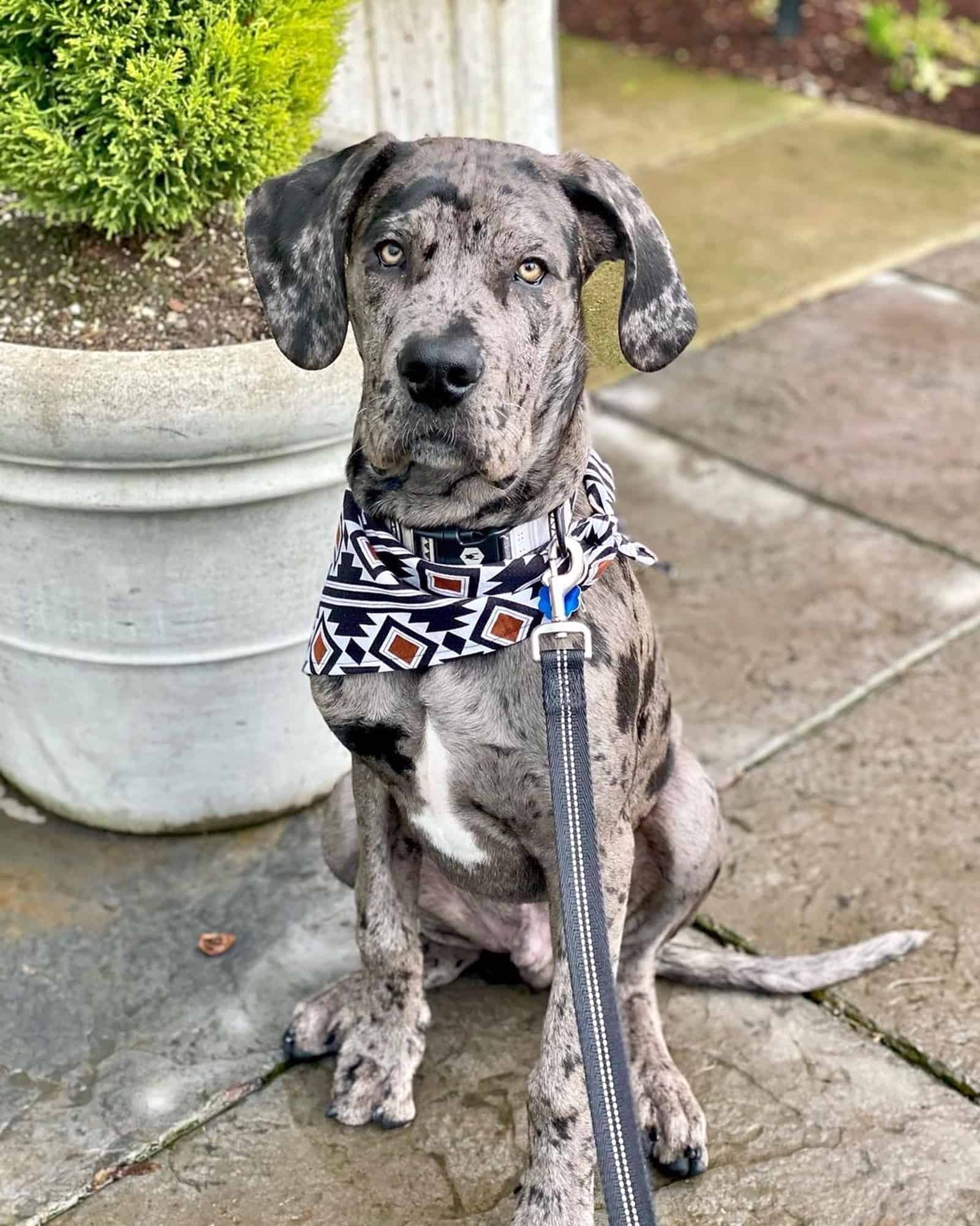 Cane Corso Great Dane Mix Puppies For Sale 80 - h23pcpj