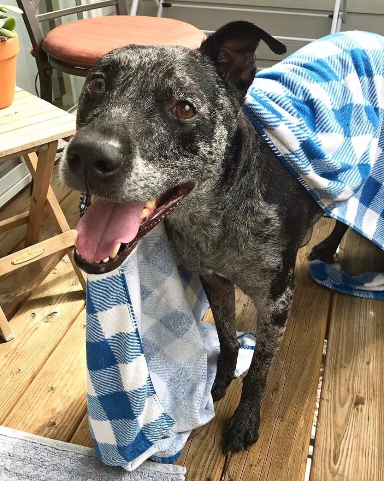 Catahoula Heeler (Catahoula & Blue Heeler Mix) Info, Pictures, Facts