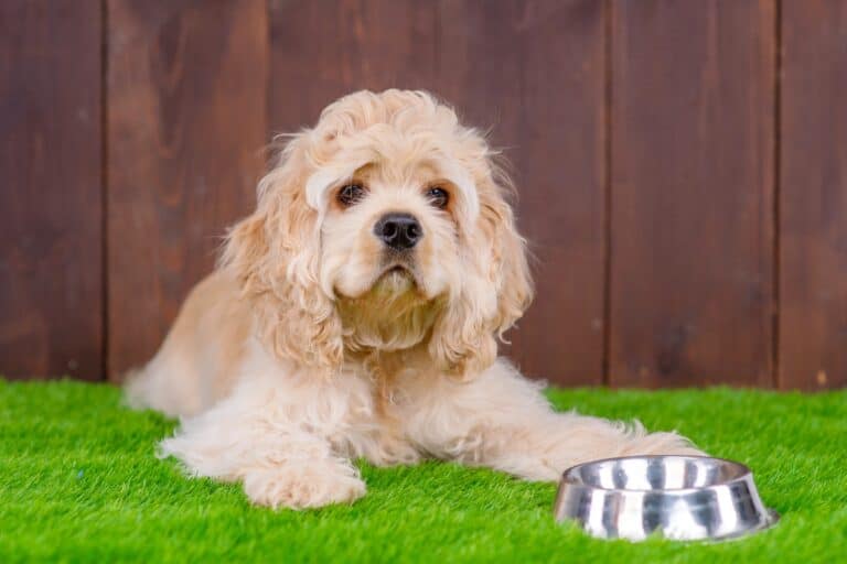 How Much Does a Cocker Spaniel Cost? (2024 Price Guide)