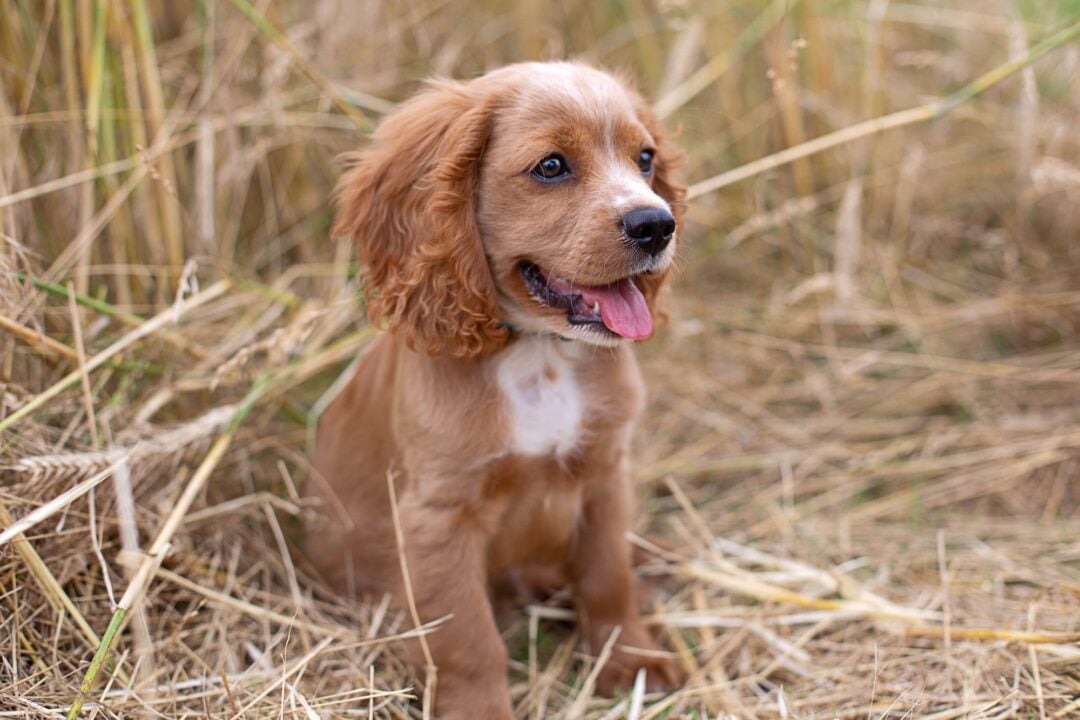 How Much Does a Cocker Spaniel Cost? (2024 Price Guide)