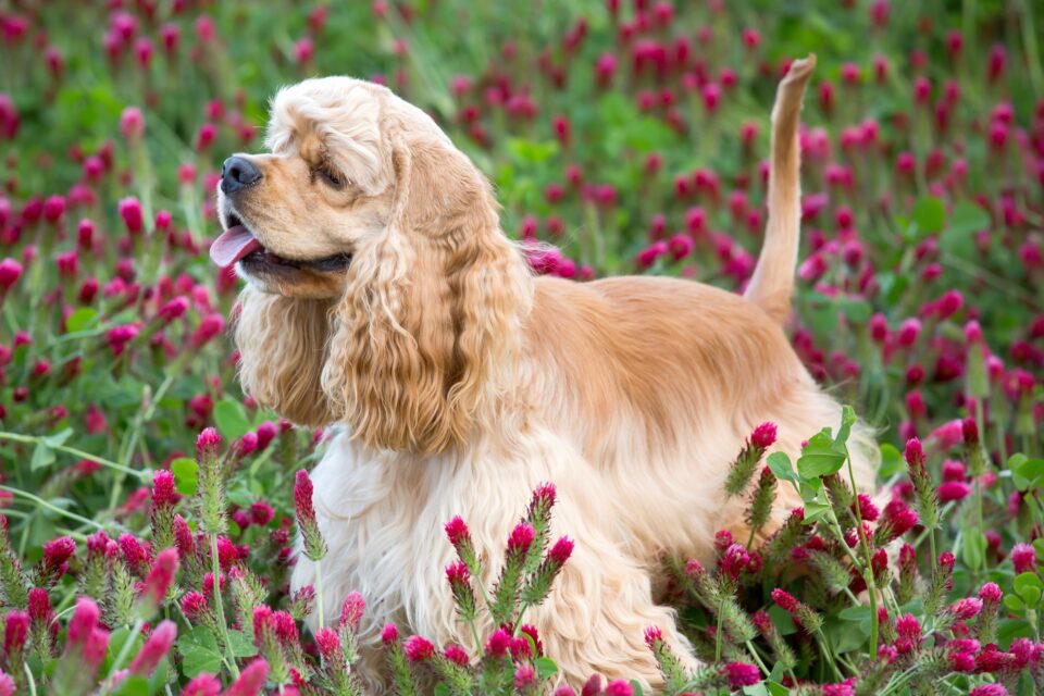 How Much Does a Cocker Spaniel Cost? (2024 Price Guide)