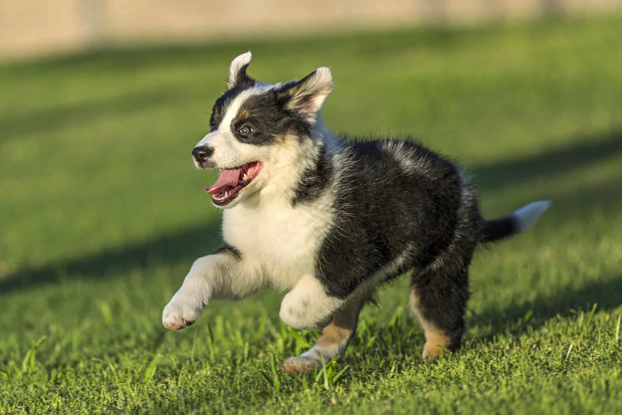 Australian Shepherd Blue Heeler Mix Info, Pictures, Facts, FAQs & More