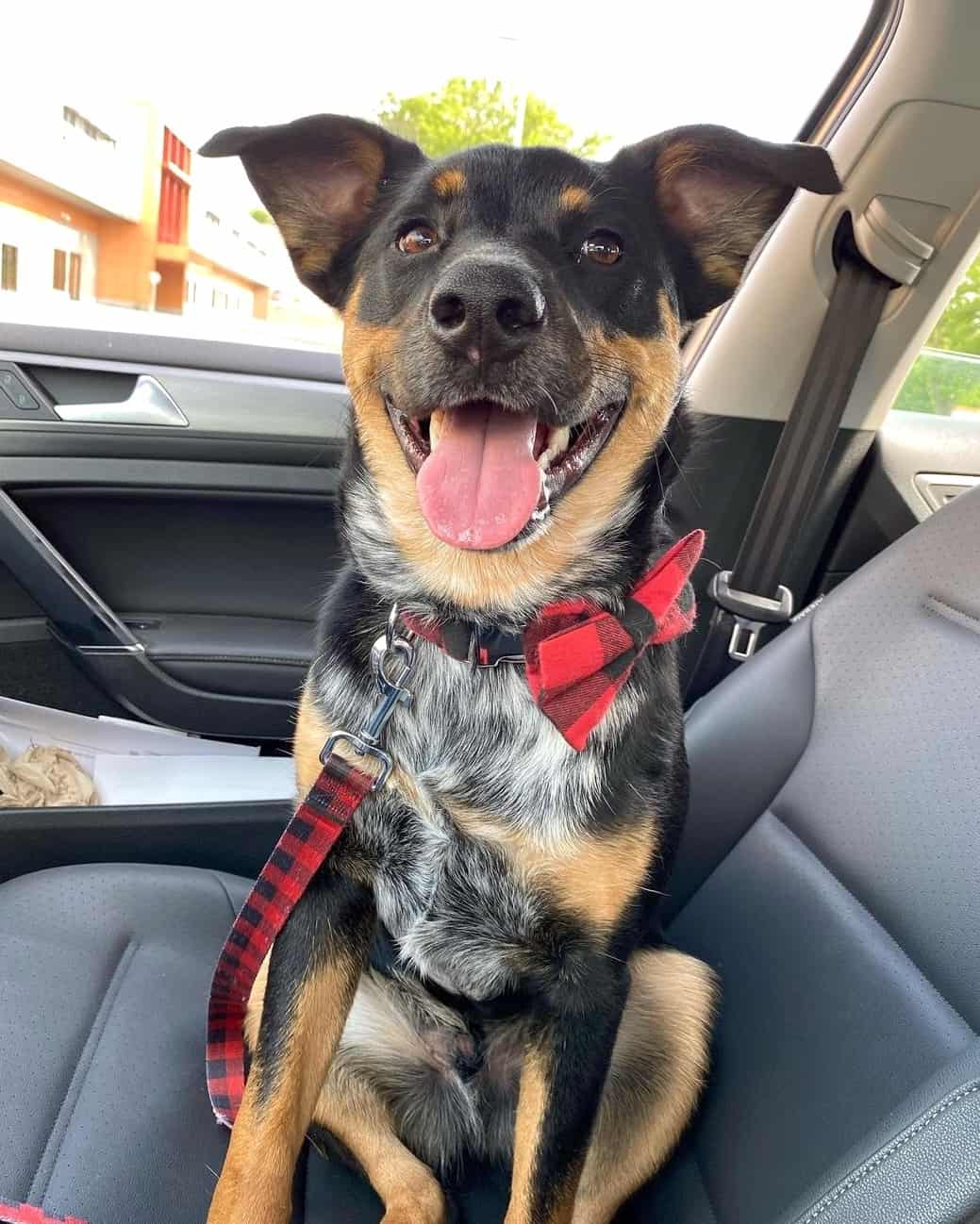 Blueweiler (Blue Heeler & Rottweiler Mix) Info, Pictures, Facts, FAQs
