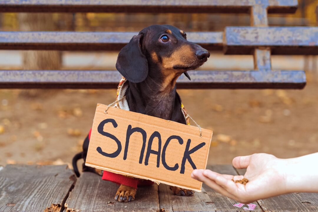 How Much Does a Dachshund Cost? (2024 Price Guide)