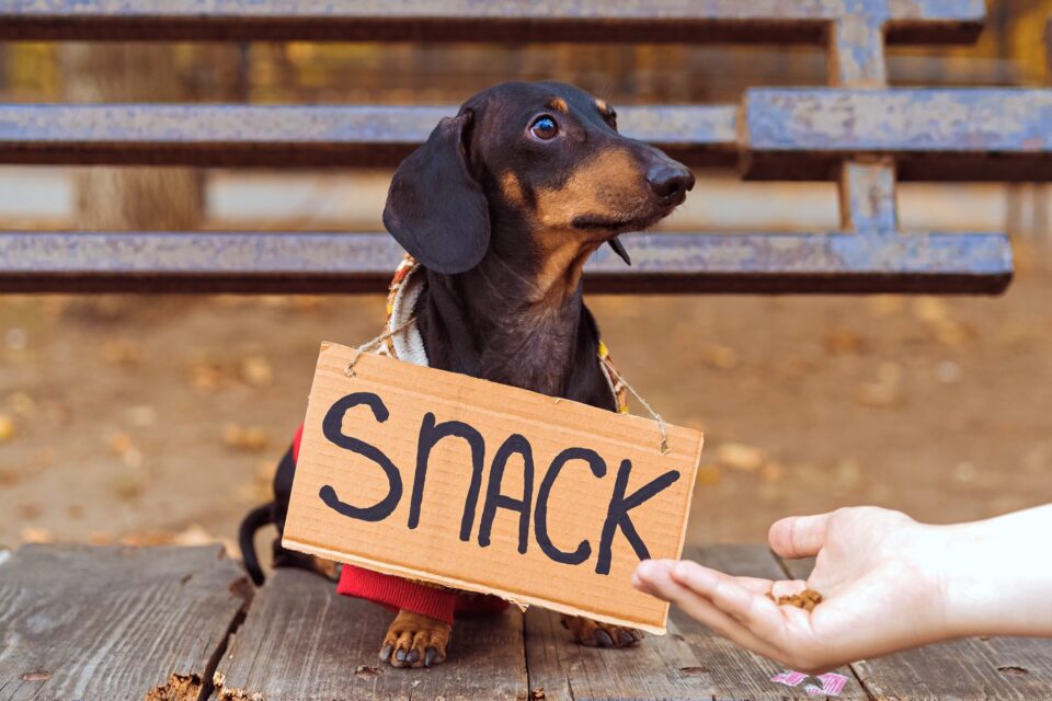 How Much Does a Dachshund Cost? (2024 Price Guide)