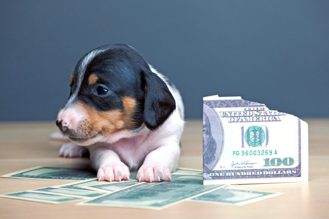 How Much Does a Dachshund Cost? (2024 Price Guide)
