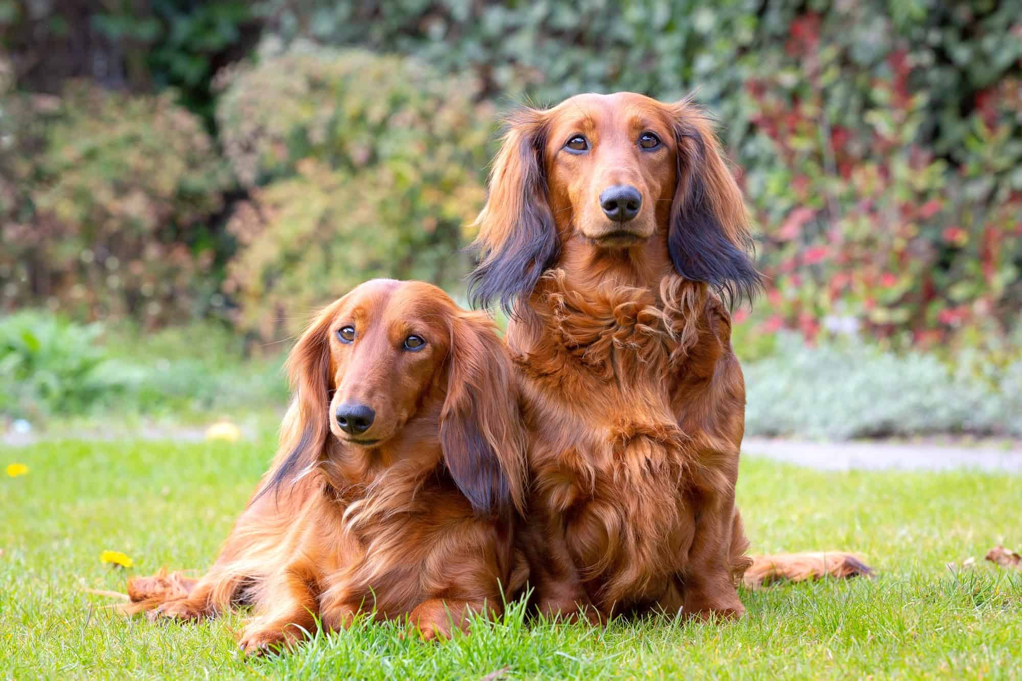 How Much Does a Dachshund Cost? (2024 Price Guide)