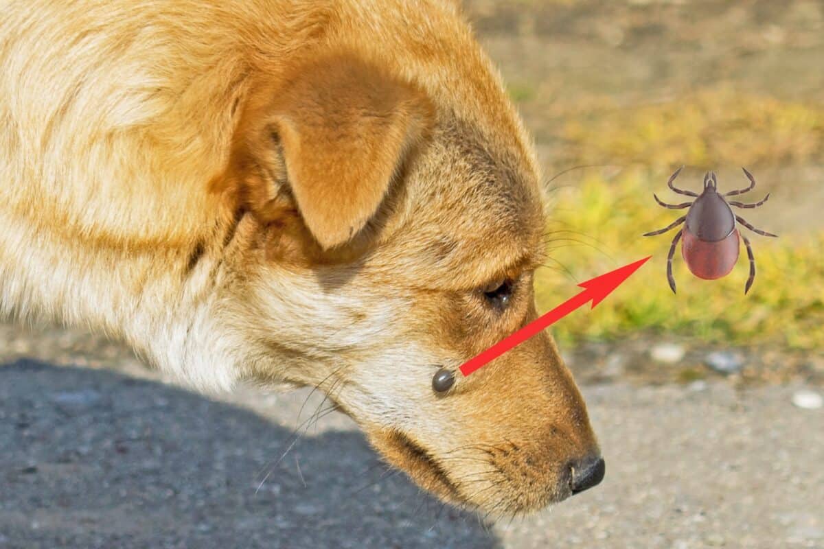 Dead dried tick on a dog with label