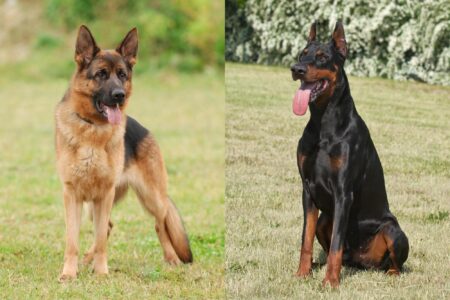 Doberman Shepherd (German Shepherd & Doberman Mix) Info, Pictures, FAQs