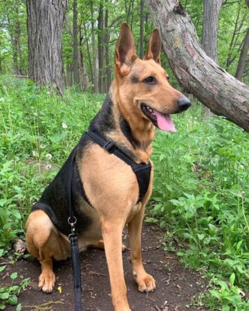 Doberman Shepherd (German Shepherd & Doberman Mix) Info, Pictures, FAQs