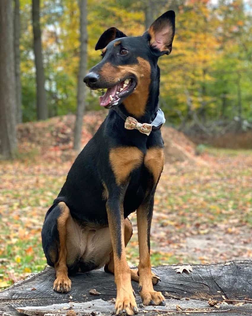 Doberman Lab Shepherd Mix At Shanita Matheny Blog Doberman Lab Shepherd Mix At Shanita Matheny Blog