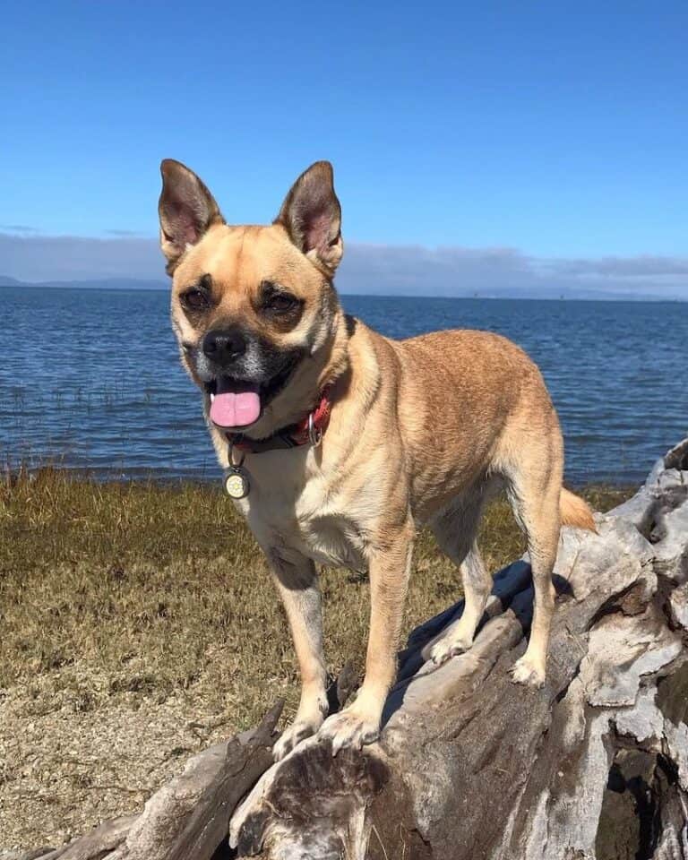 Shug (German Shepherd & Pug Mix) Info, Pictures, Facts, FAQs & More