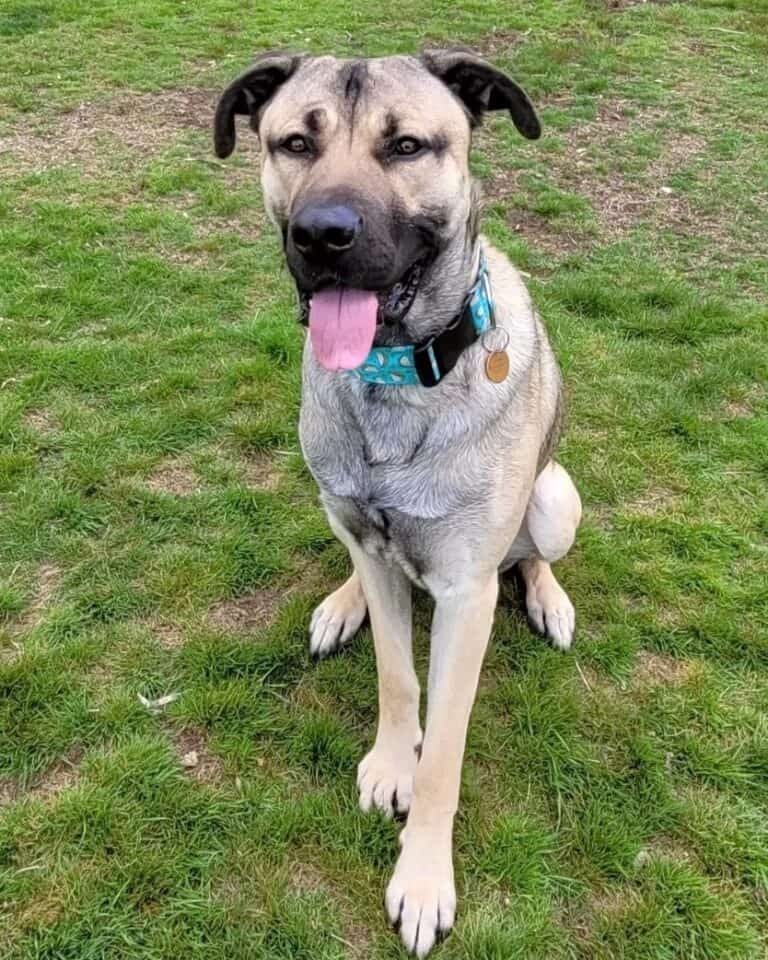 German Corso (Cane Corso & German Shepherd Mix) Info, Pictures, FAQs & More