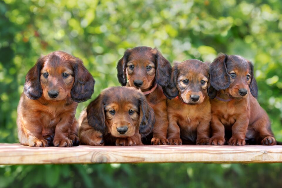 How Much Does a Dachshund Cost? (2024 Price Guide)