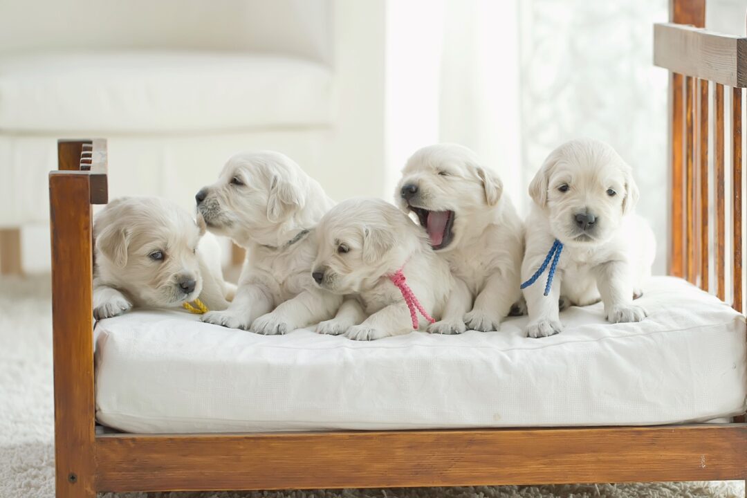 How Much Does a Labrador Retriever Cost? (2024 Price Guide)