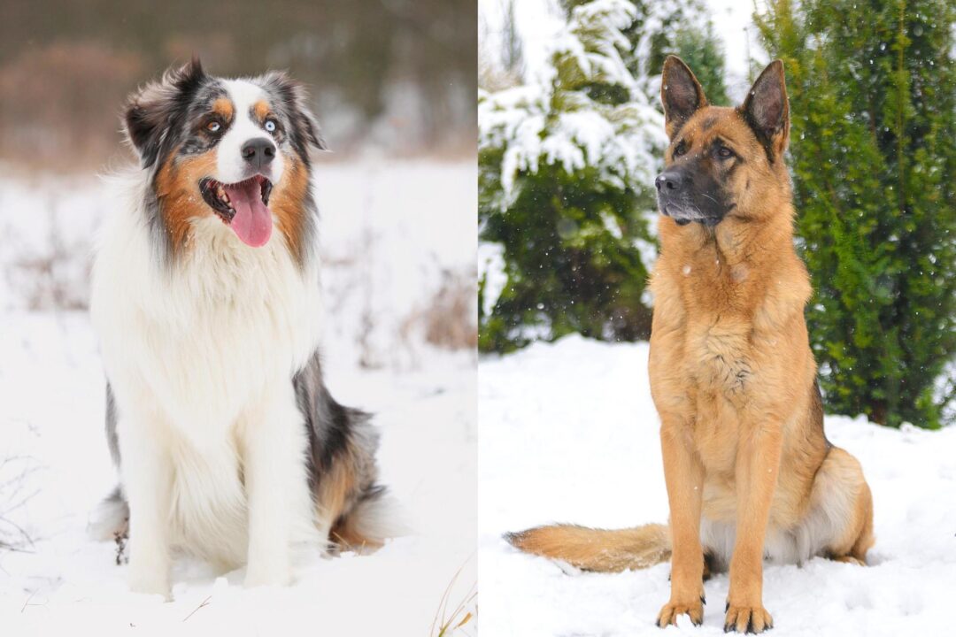 Australian Shepherd German Shepherd Mix Info, Pictures, FAQs & More