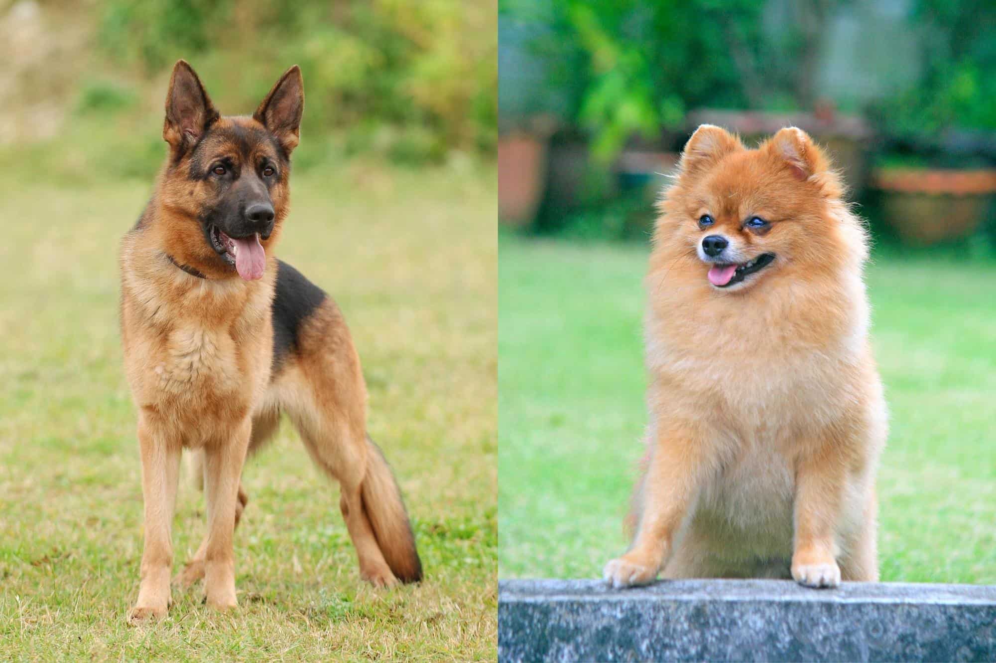 German Pomeranian (German Shepherd & Pomeranian Mix) Info, Pictures ...