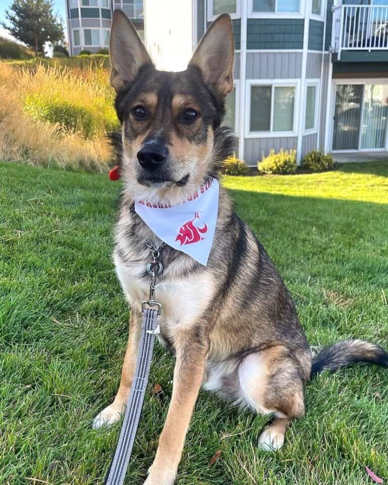 Australian Shepherd German Shepherd Mix Info, Pictures, FAQs & More