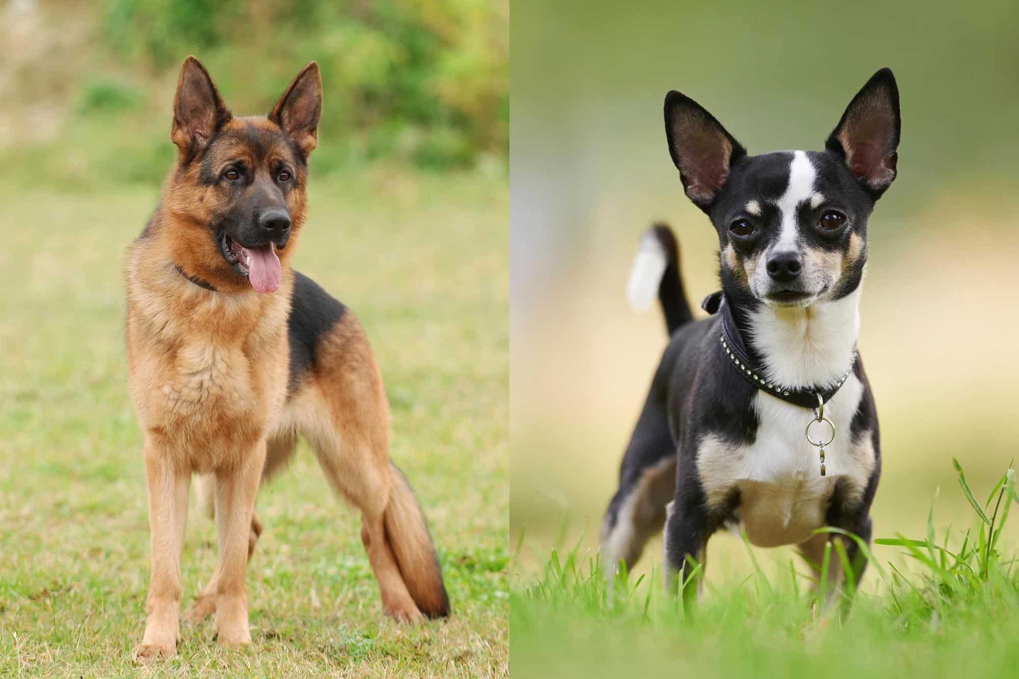 German Shepherd Chihuahua Mix Info, Pictures, Facts, FAQs & More
