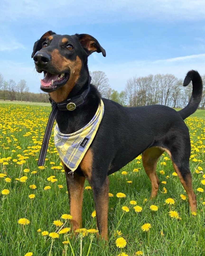 Doberman Shepherd (German Shepherd & Doberman Mix) Info, Pictures, FAQs & More