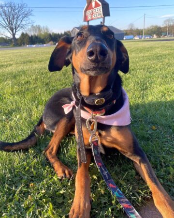 Doberman Shepherd (German Shepherd & Doberman Mix) Info, Pictures, FAQs