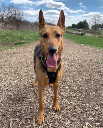 Doberman Shepherd (German Shepherd & Doberman Mix) Info, Pictures, FAQs