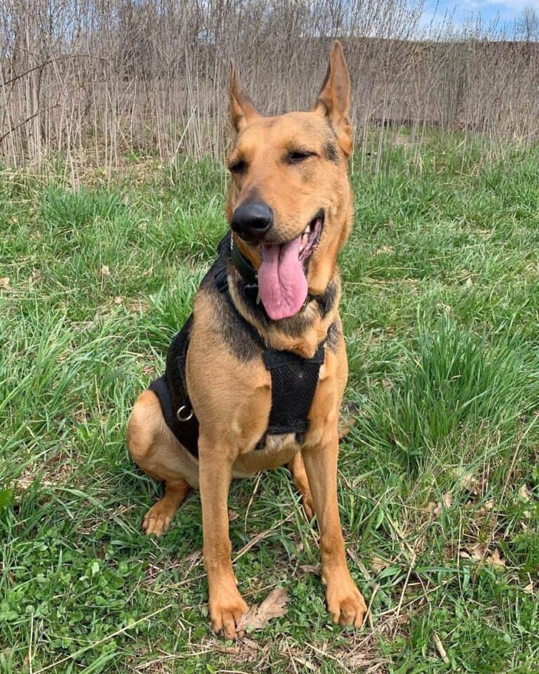 doberman-shepherd-german-shepherd-doberman-mix-info-pictures-faqs