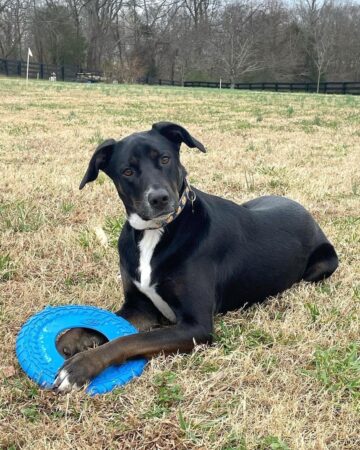 German Sheprador (German Shepherd & Labrador Mix) Info, Pictures, FAQs