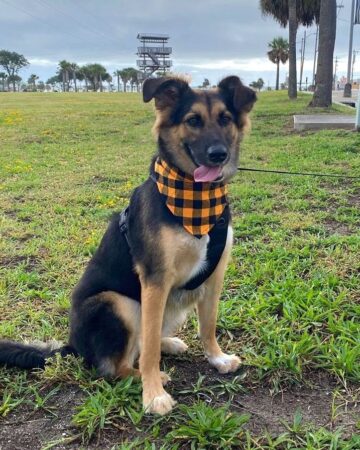 German Sheprador (German Shepherd & Labrador Mix) Info, Pictures, FAQs