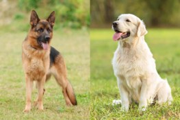 German Sheprador (German Shepherd & Labrador Mix) Info, Pictures, FAQs