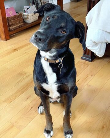 German Sheprador (German Shepherd & Labrador Mix) Info, Pictures, FAQs