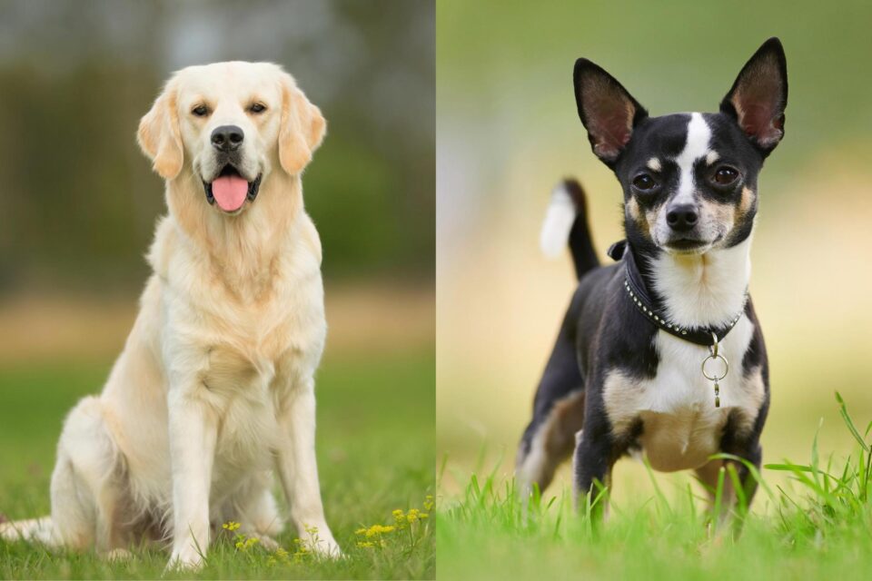 Golden Chi (Golden Retriever & Chihuahua Mix) Info, Pictures, FAQs & More