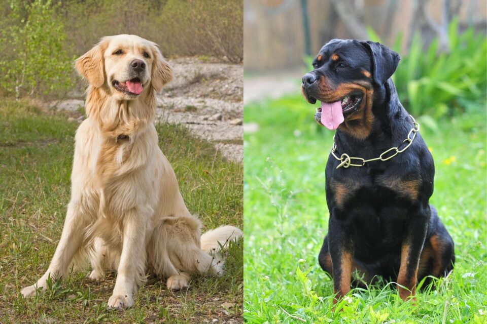 Golden Rottie Retriever (Golden Retriever & Rottweiler Mix) Info ...