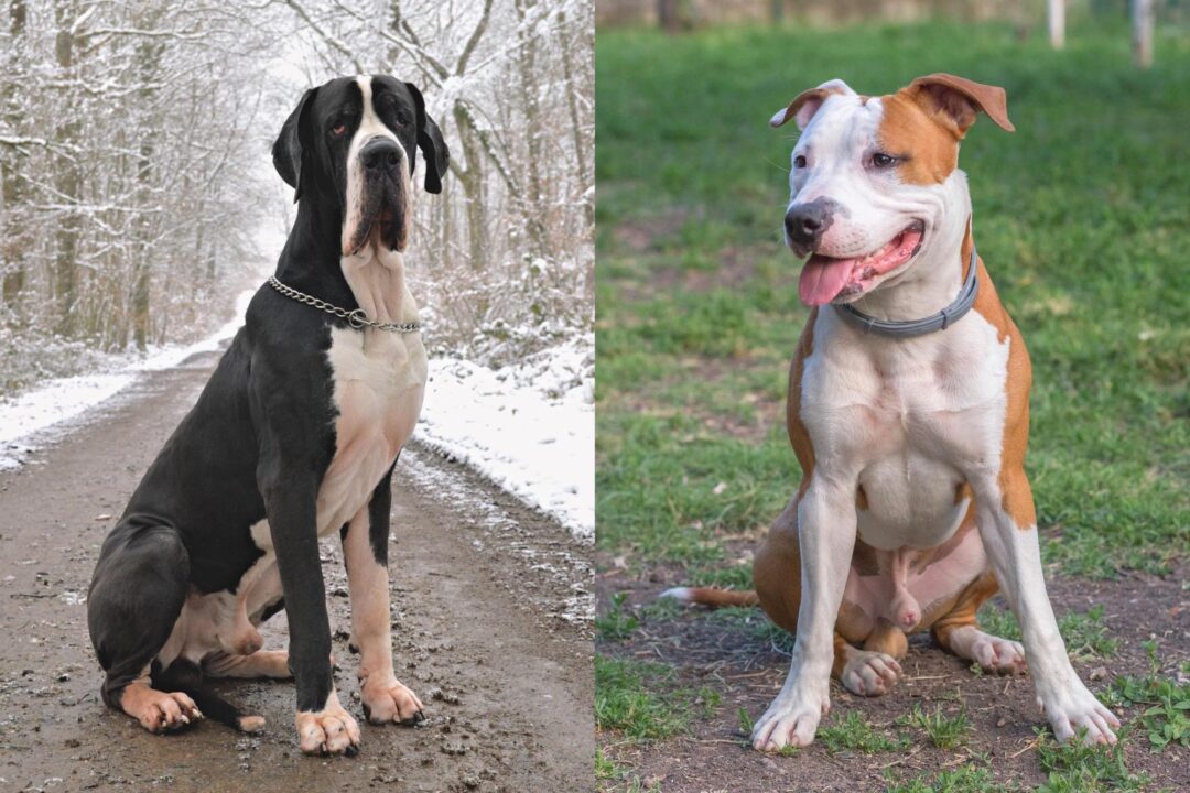 Great Danebull (Great Dane & Pitbull Mix) Info, Pictures, Facts, FAQs