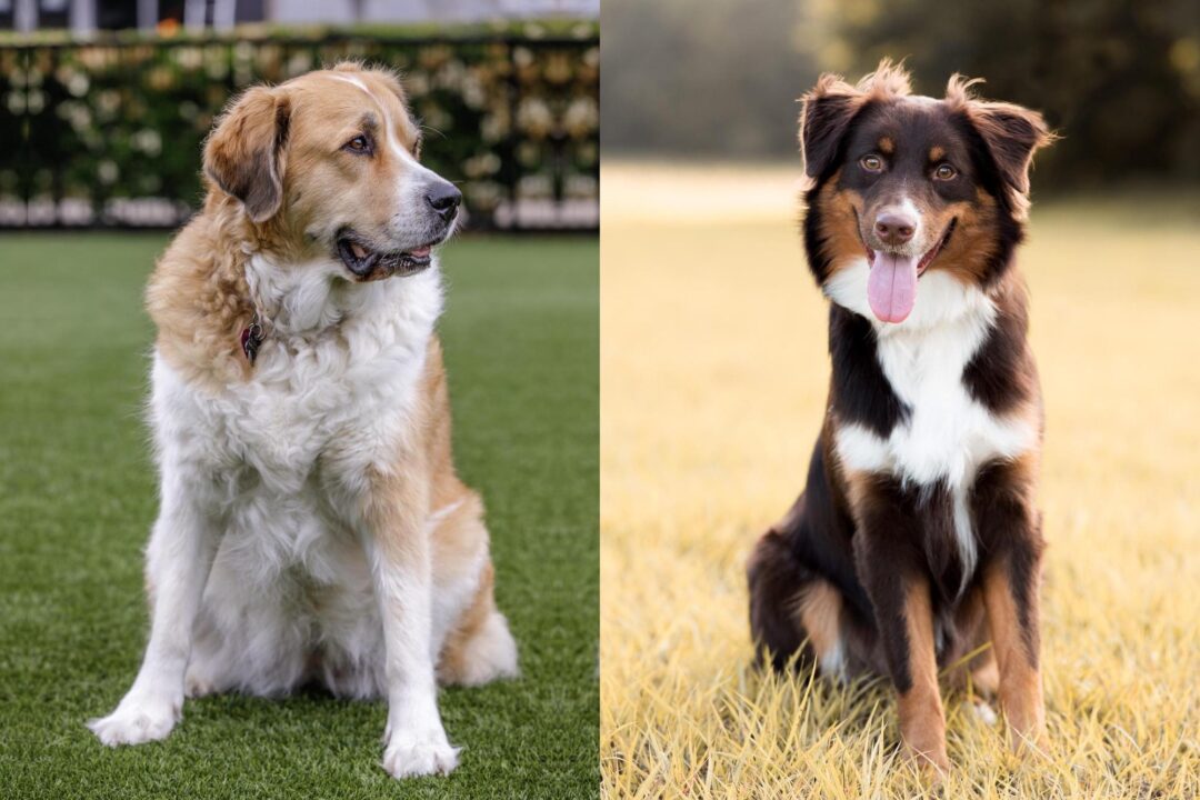Great Pyrenees Australian Shepherd Mix Info, Pictures, Facts, FAQs & More