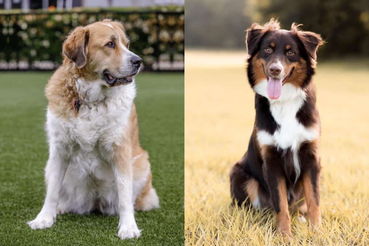 Great Pyrenees Australian Shepherd Mix