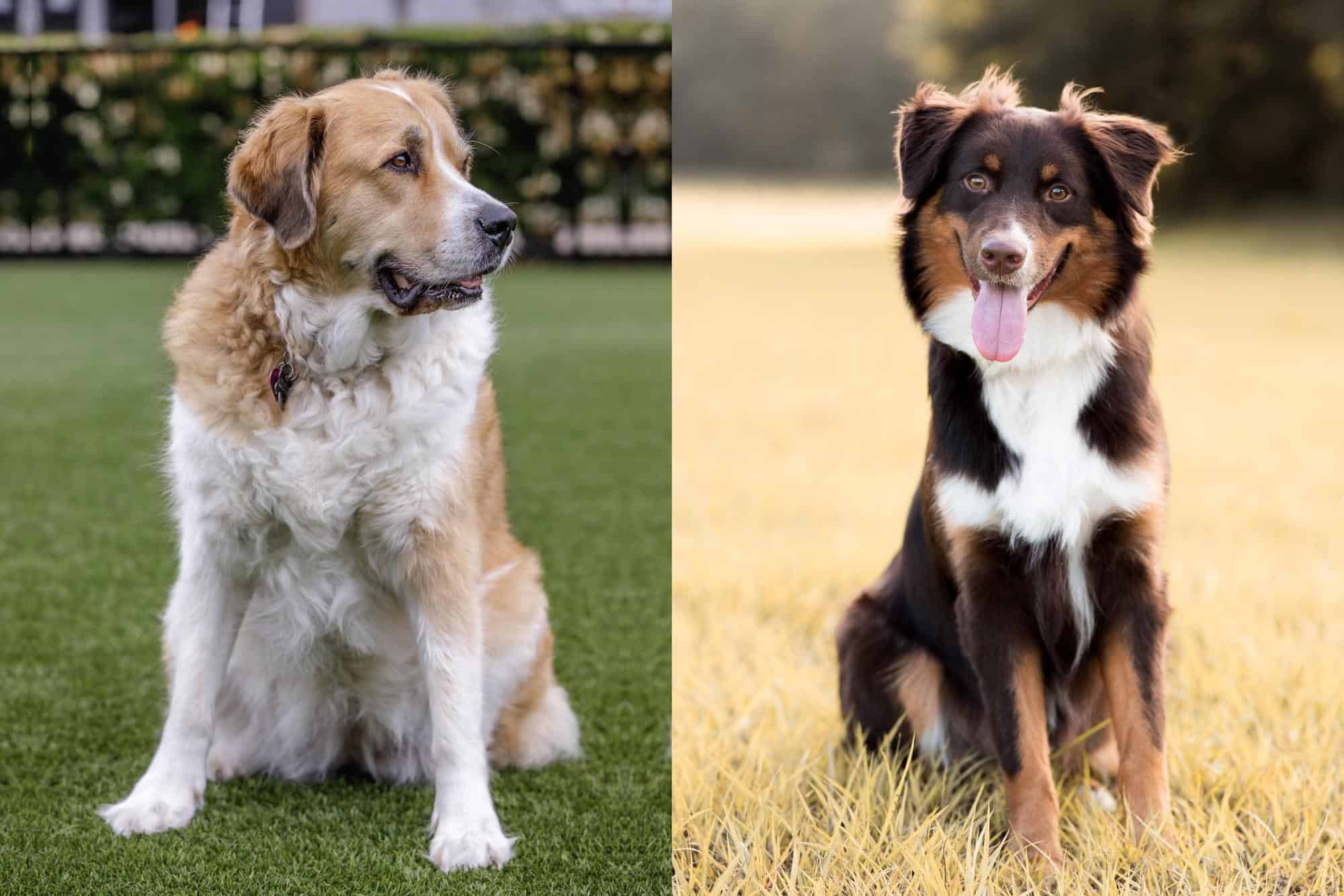 Great Pyrenees Australian Shepherd Mix Info, Pictures, Facts, FAQs & More
