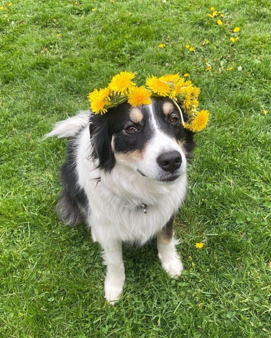 Great Pyrenees Australian Shepherd Mix Info, Pictures, Facts, FAQs & More