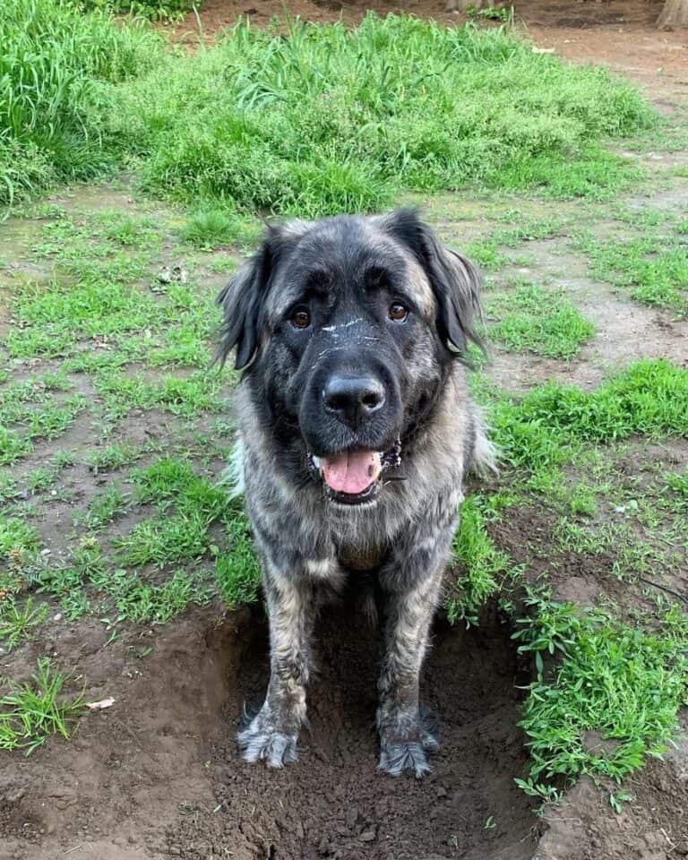 Saint Pyrenees (Great Pyrenees & Saint Bernard Mix) Info, Pictures, Facts, FAQs & More