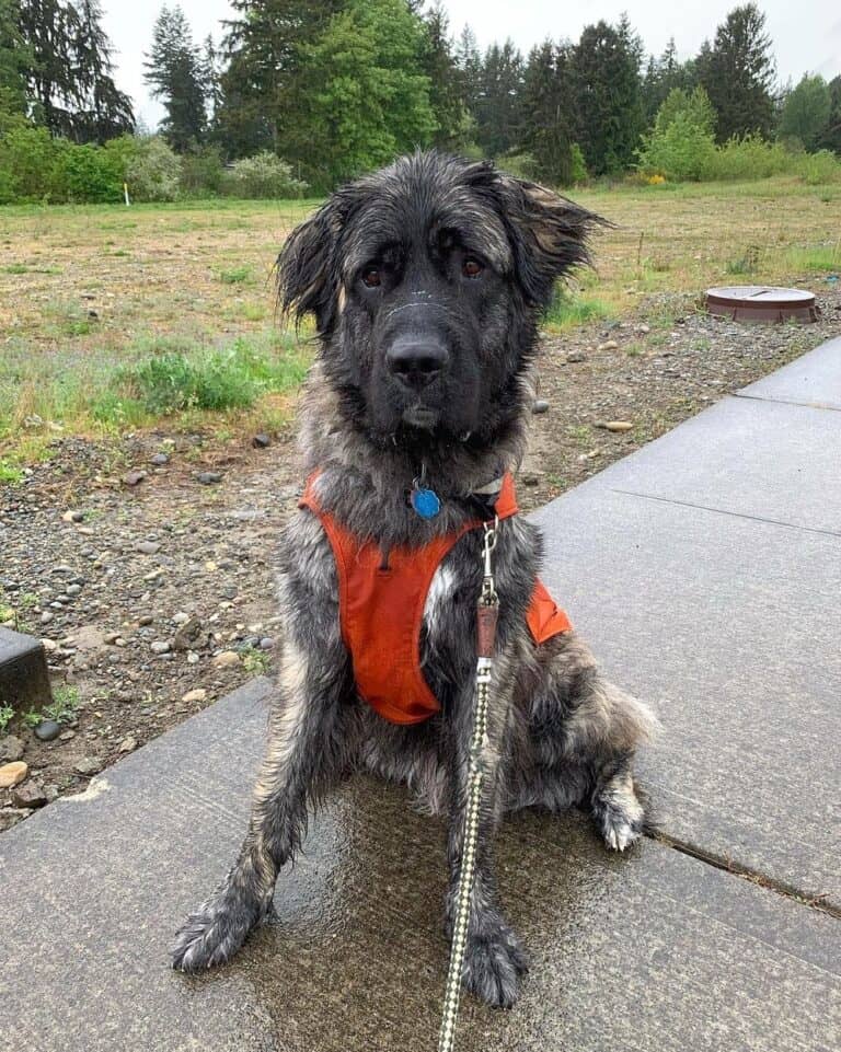 Saint Pyrenees (Great Pyrenees & Saint Bernard Mix) Info, Pictures