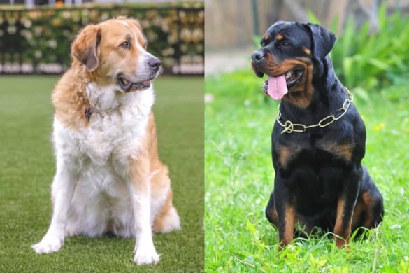 Miniature Rottweiler: All You Need to Know About the Mini Rottie