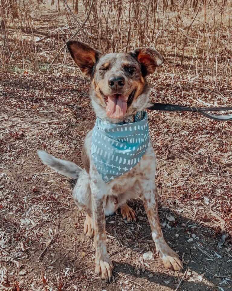 Catahoula Heeler (Catahoula & Blue Heeler Mix) Info, Pictures, Facts