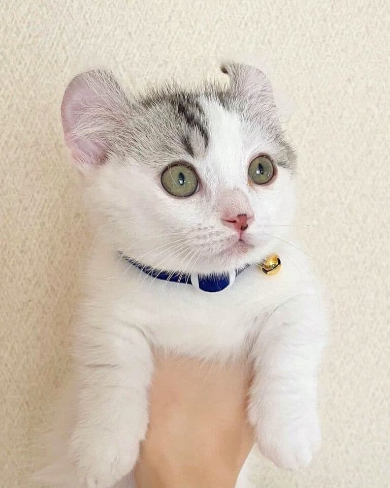 Kin Kalow Kinkalow Cat Breed Info, Facts, Traits & FAQs (With Pictures)
