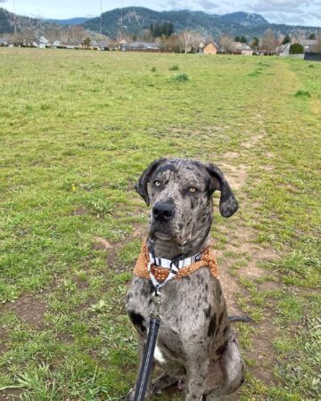 Italian Daniff (Cane Corso & Great Dane Mix) Info, Pictures, Facts