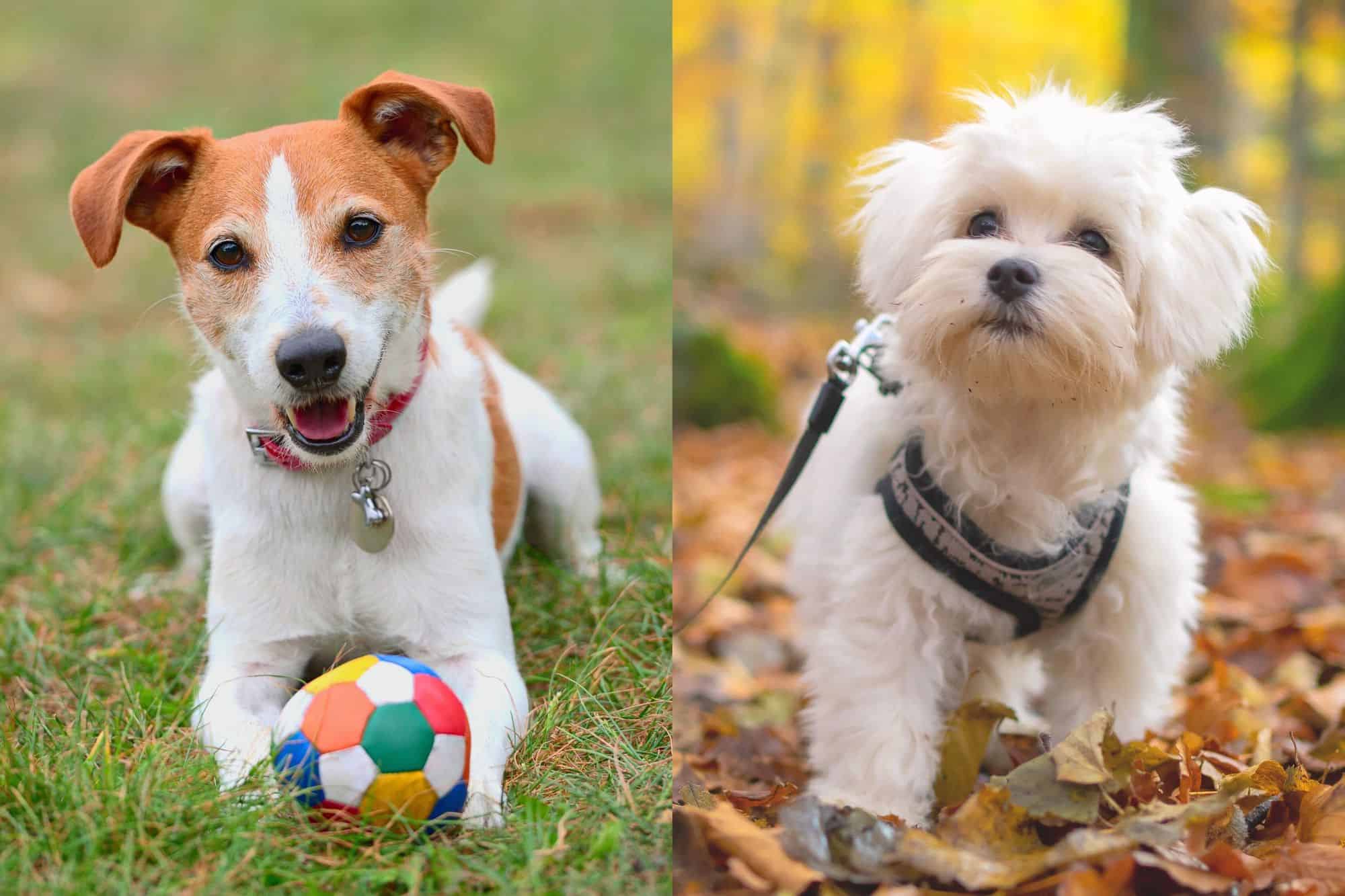 Jacktese (Jack Russell Terrier & Maltese Mix) Info, Pictures, Facts
