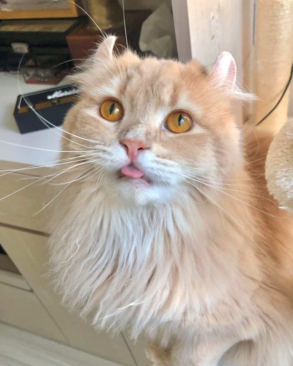 Kinkalow Cat Breed Info, Facts, Traits & FAQs (With Pictures)